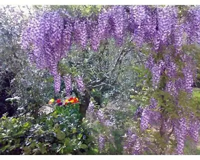 Holiday home Tre Cipressi Villa Pontassieve Italy
