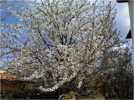 Tre Cipressi Villa Pontassieve Italy